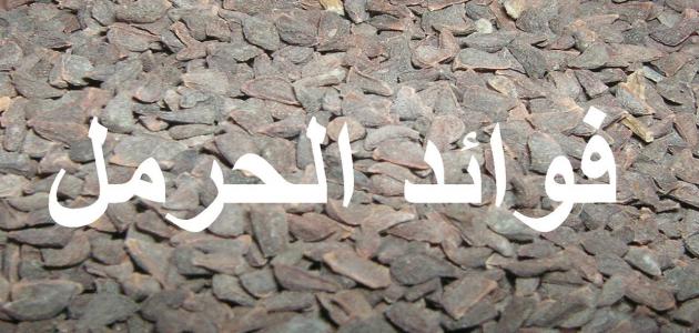 ما هي فوائد الحرمل للشعر ما هي فوائد الحرمل للشعر