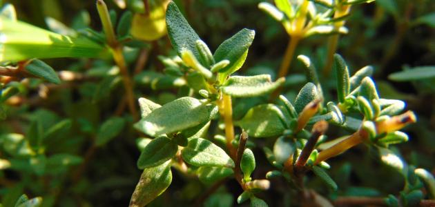 ما هي فوائد الزعتر والزنجبيل ما هي فوائد الزعتر والزنجبيل