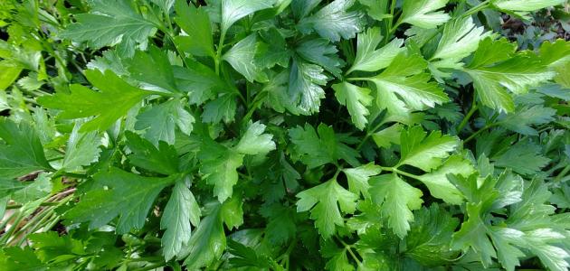 ما هي فوائد الشعير والبقدونس