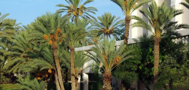 ما هي فوائد النخلة ما هي فوائد النخلة