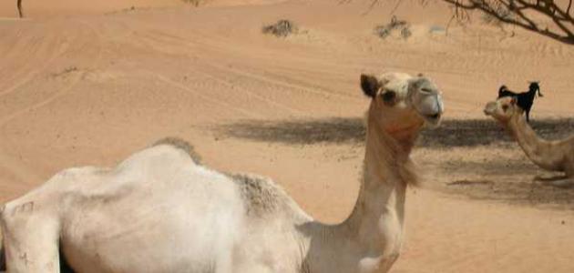 ما هي فوائد بول الجمل ما هي فوائد بول الجمل