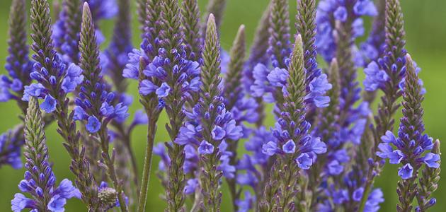 ما هي فوائد عشبة رعي الحمام