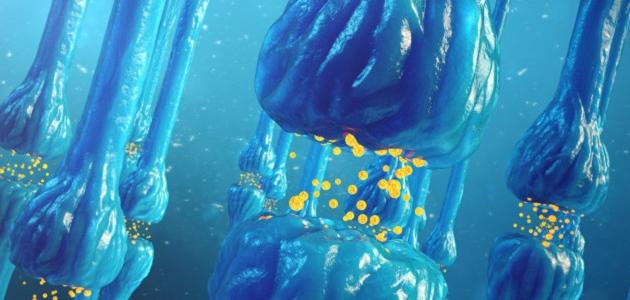 ما هي مكونات الجهاز العصبي ما هي مكونات الجهاز العصبي