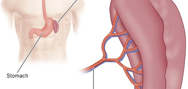ما وظيفة الطحال ما وظيفة الطحال