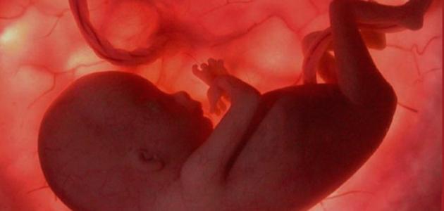 متى تتكون الرئتان عند الجنين