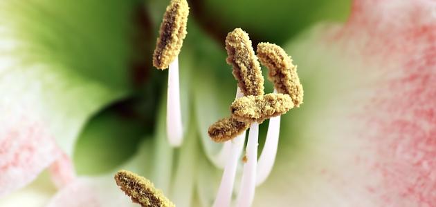 مراحل إنبات حبوب اللقاح