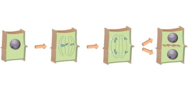 مراحل الانقسام الخيطي عند النبات مراحل الانقسام الخيطي عند النبات