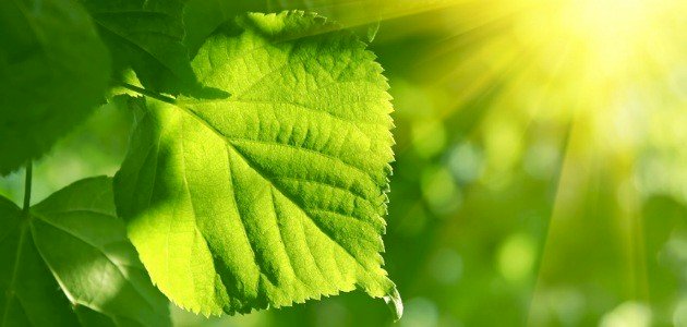 مراحل التركيب الضوئي مراحل التركيب الضوئي