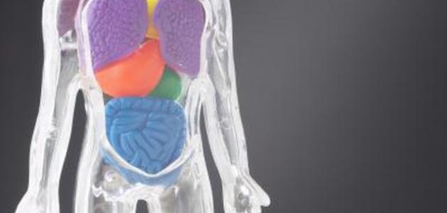 مراحل الهضم مراحل الهضم