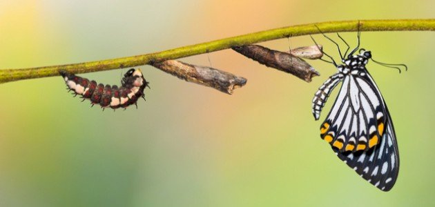 مراحل حياة الفراشة مراحل حياة الفراشة