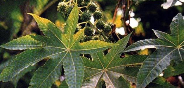 مراحل زراعة بذرة الخروع