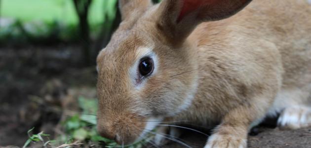 مراحل نمو الأرنب مراحل نمو الأرنب