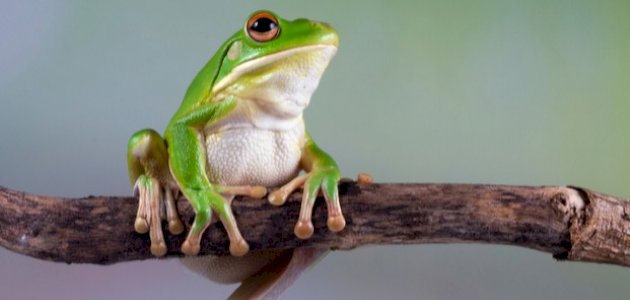 مراحل نمو الضفدع مراحل نمو الضفدع