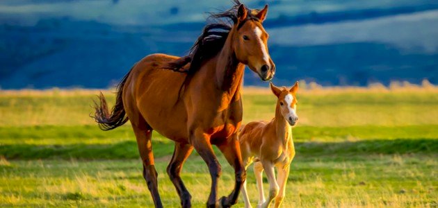 مظاهر تكيف الكائنات الحية مظاهر تكيف الكائنات الحية