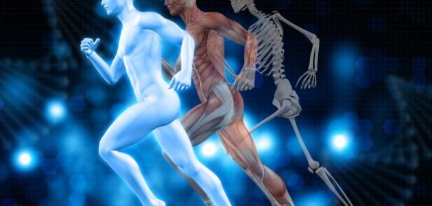 معلومات عن أجزاء الجسم