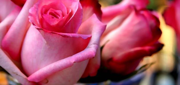 معلومات عن أنواع الزهور معلومات عن أنواع الزهور