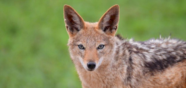 معلومات عن ابن آوى الذهبي معلومات عن ابن آوى الذهبي