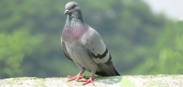 معلومات عن الحمام معلومات عن الحمام