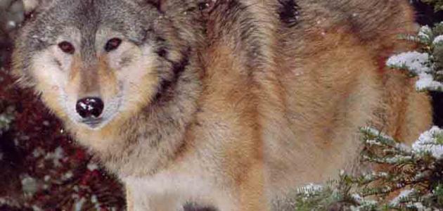 معلومات عن الذئب معلومات عن الذئب