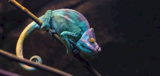 معلومات عن الزواحف معلومات عن الزواحف