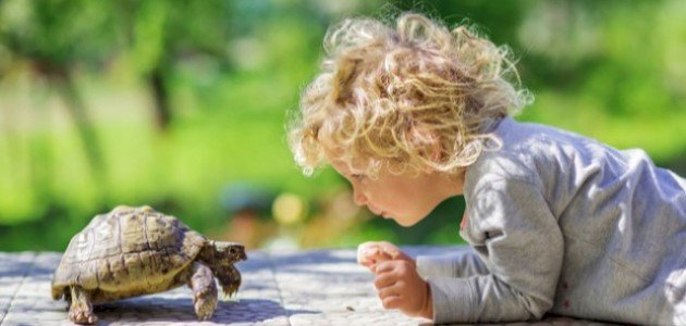 معلومات عن السلحفاة للأطفال معلومات عن السلحفاة للأطفال