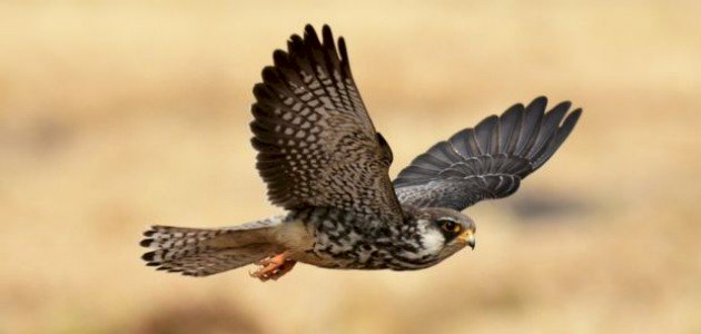 معلومات عن الصقر للأطفال معلومات عن الصقر للأطفال