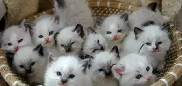 معلومات عن القطط معلومات عن القطط