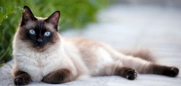 معلومات عن القطط السيامي معلومات عن القطط السيامي