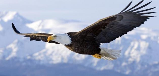معلومات عن النسر معلومات عن النسر