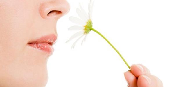 معلومات عن حاسة الشم عند الإنسان معلومات عن حاسة الشم عند الإنسان