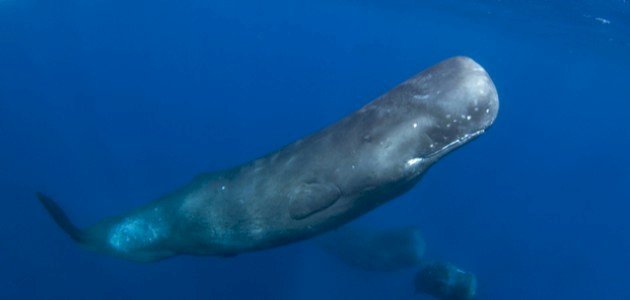 معلومات عن حوت العنبر معلومات عن حوت العنبر