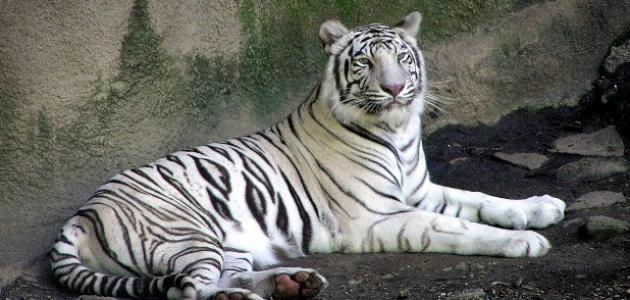 معلومات عن حيوان النمر