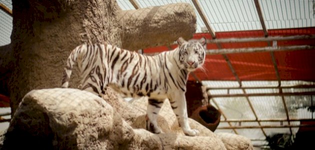 معلومات عن حيوان النمر العربي معلومات عن حيوان النمر العربي