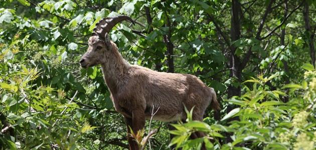 معلومات عن حيوان الوعل معلومات عن حيوان الوعل