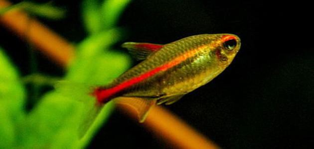 معلومات عن ذاكرة السمك معلومات عن ذاكرة السمك