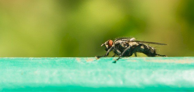 معلومات عن ذبابة تسي تسي معلومات عن ذبابة تسي تسي