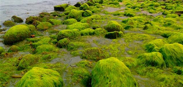 معلومات عن طحالب معلومات عن طحالب