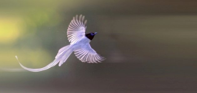 معلومات عن طيور الجنة