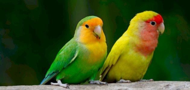 معلومات عن عصافير الحب معلومات عن عصافير الحب