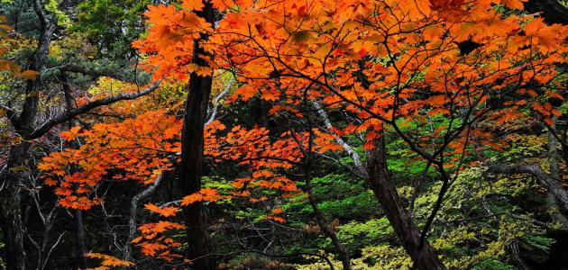 معلومات عن فصل الخريف معلومات عن فصل الخريف
