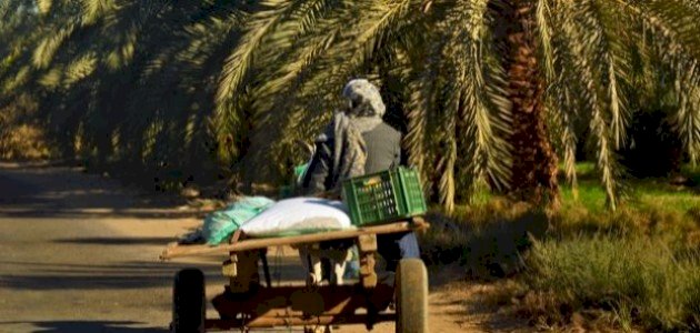 معلومات عن قطاع الزراعة في مصر