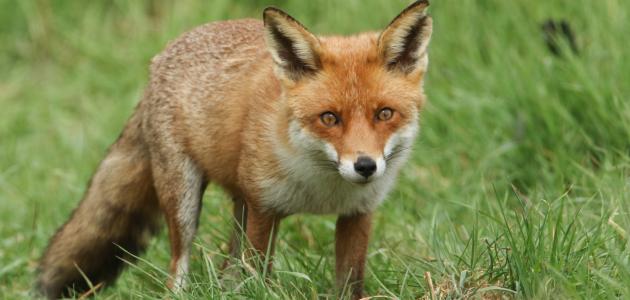 معلومات للأطفال عن الثعلب معلومات للأطفال عن الثعلب