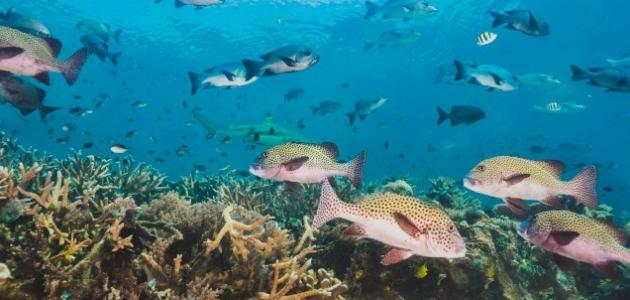 مفهوم التنوع البيولوجي مفهوم التنوع البيولوجي