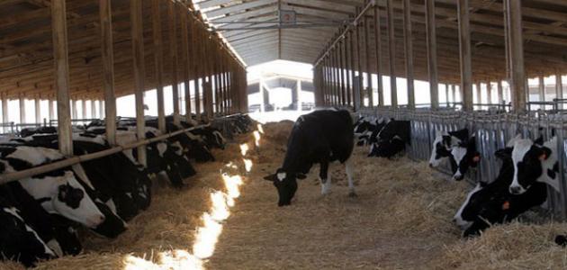 مفهوم الثروة الحيوانية مفهوم الثروة الحيوانية