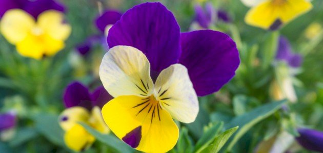 مكونات الزهرة ووظائفها مكونات الزهرة ووظائفها