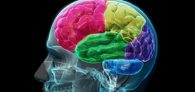 مم يتكون المخ مم يتكون المخ