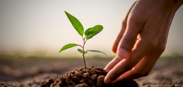 مم يتكون النبات مم يتكون النبات