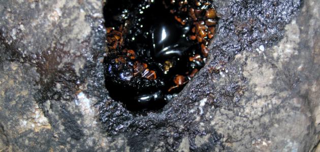 مم يتكون النفط الخام مم يتكون النفط الخام