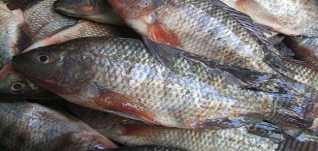 من أنواع الأسماك من أنواع الأسماك