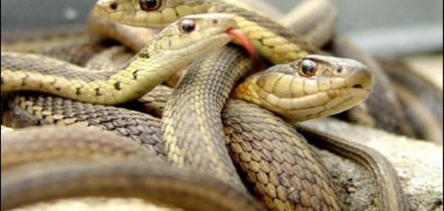 من أنواع الأفاعي من أنواع الأفاعي